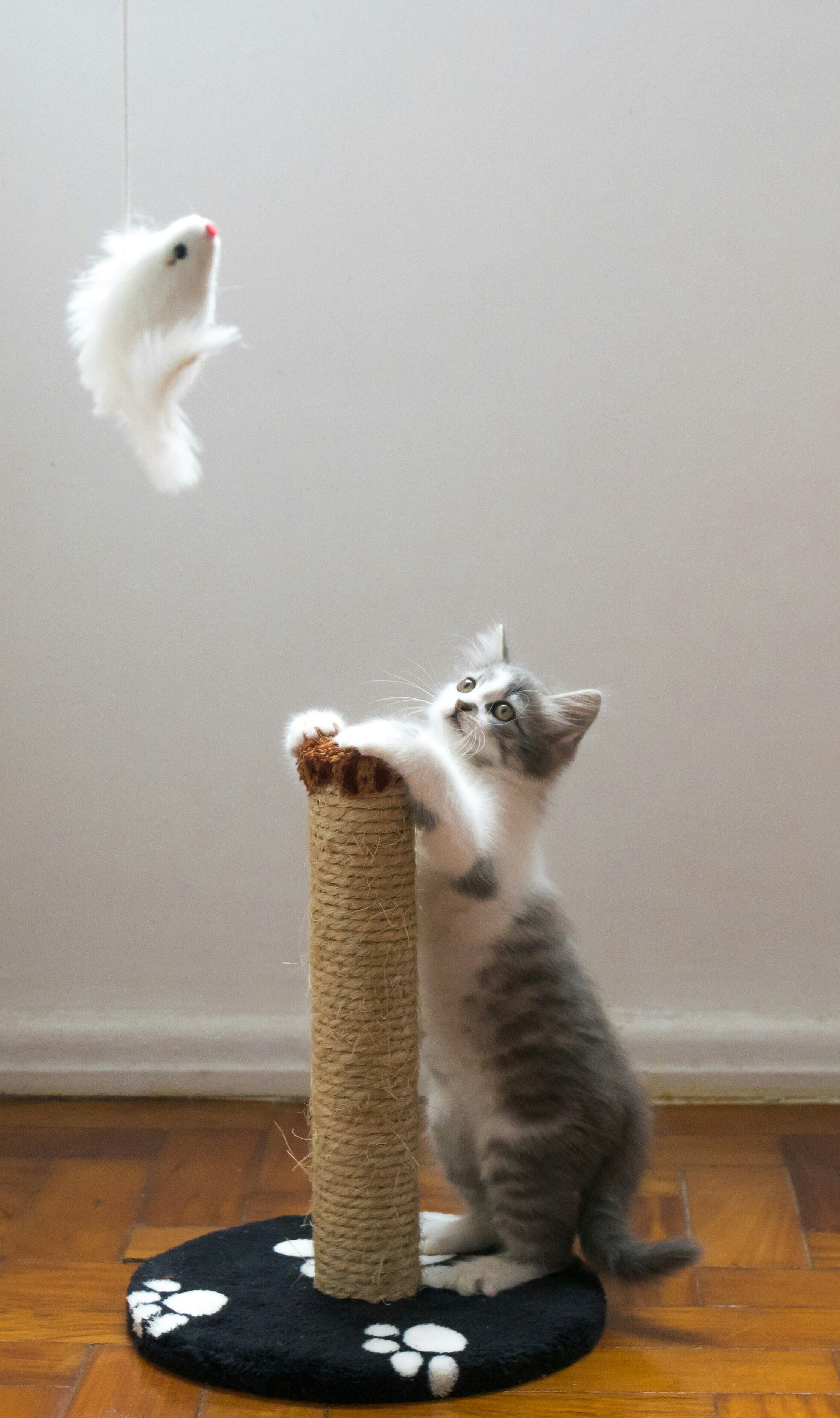 Cat Toys
